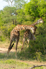 Girafe, Giraffa Camelopardalis, Parc national Kruger, Afrique du Sud