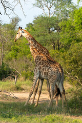 Girafe, Giraffa Camelopardalis, Parc national Kruger, Afrique du Sud