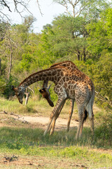 Naklejka premium Girafe, Giraffa Camelopardalis, Parc national Kruger, Afrique du Sud