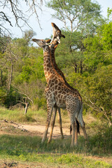 Girafe, Giraffa Camelopardalis, Parc national Kruger, Afrique du Sud