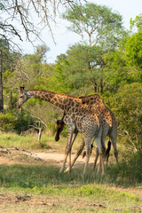 Girafe, Giraffa Camelopardalis, Parc national Kruger, Afrique du Sud