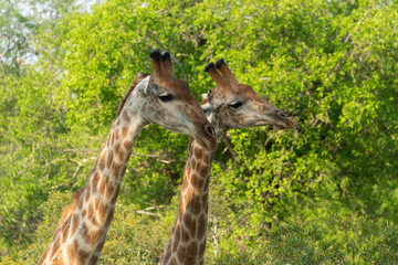 Girafe, Giraffa Camelopardalis, Parc national Kruger, Afrique du Sud