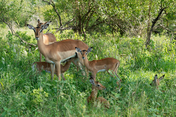 Impala, femelle et jeune, Aepyceros melampus