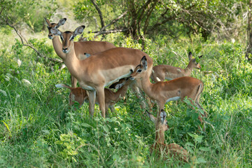 Impala, femelle et jeune, Aepyceros melampus