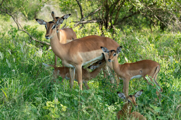 Impala, femelle et jeune, Aepyceros melampus