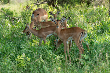 Impala, femelle et jeune, Aepyceros melampus