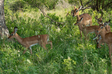 Impala, femelle et jeune, Aepyceros melampus