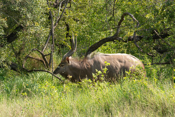 Nyala, male, Tragelaphus angasii, Parc national Kruger, Afrique du Sud