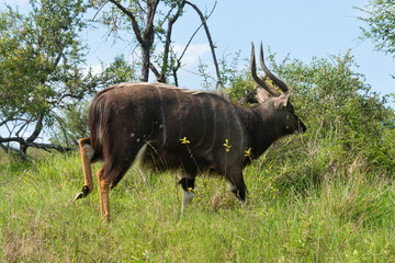 Nyala, male, Tragelaphus angasii, Parc national Kruger, Afrique du Sud