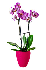 Orchids and flower pot isolated on transparent background PNG cut out