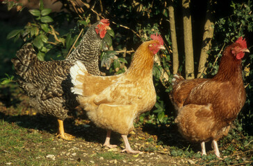 Poule, race Faverolle, race Coucou de Rennes