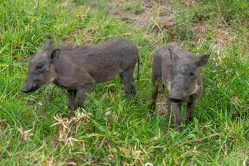 Phacochère commun, Phacochoerus africanus, Afrique du Sud