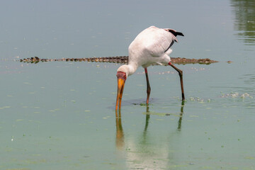 Crocodile du Nil , Crocodylus niloticus, Tantale ibis, Tantale africain, Mycteria ibis, Yellow billed Stork