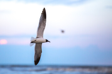 seagull soaring