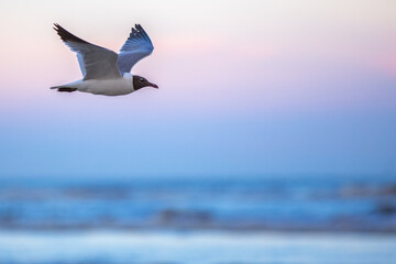 seagull in flight