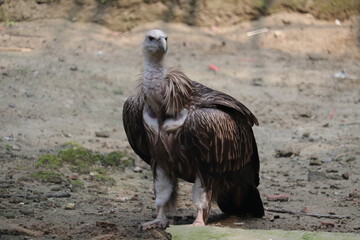 Beautiful views of vulture in the national zoo of Bangladesh
