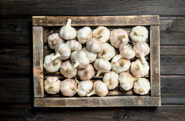 Fresh garlic in the tray.