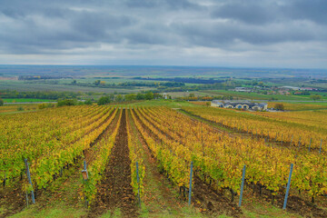 Fototapeta na wymiar Autumn in the vineyard (Tokaj region)