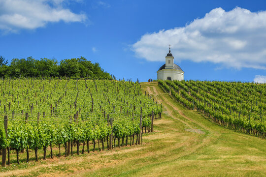 Vineyard with Ter&eacute;zia Chapel near Tokaj (Tarcal)