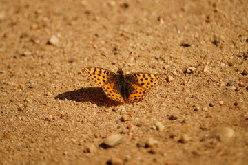 Vom Flattern und Summen