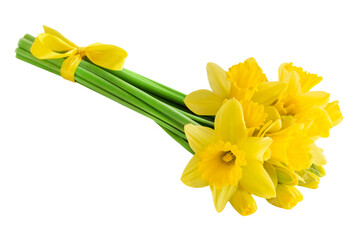 Daffodils isolated on white background
