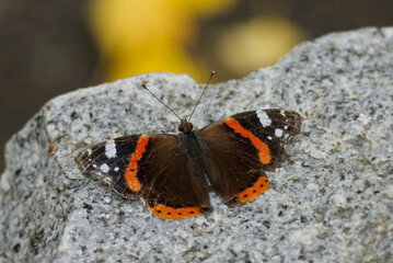 Fototapeta na wymiar Red admiral butterfly (Vanessa Atalanta) with open wings sitting on a stone in Zurich, Switzerland