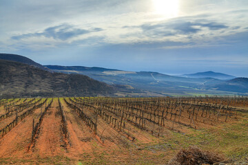 Old vineyards of Mád (Tokaj region)