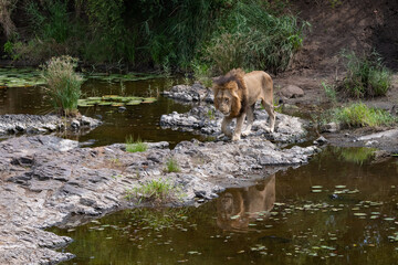 Naklejka na ściany i meble lion walking by a river in the Kruger