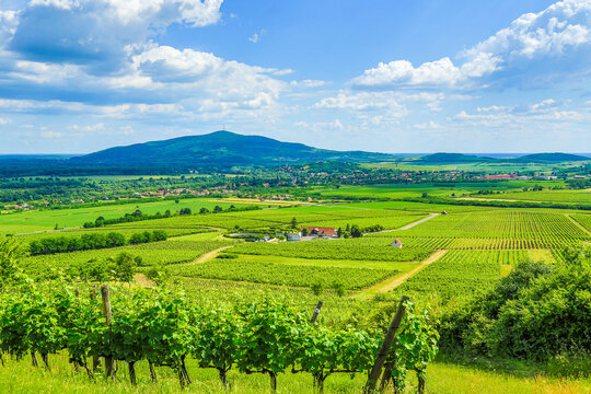 Tokaj region in summer time