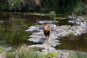 Obraz na płótnie Canvas Lion stalking along a river bank