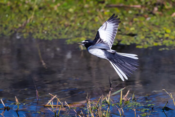Japanese wagtail play in the river
