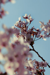 blossom
