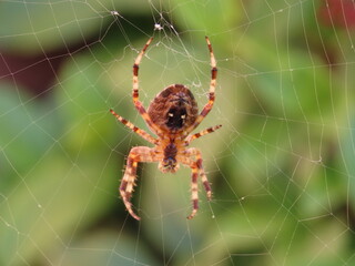 spider on the web