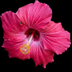 Hibiscus flower, red, viewed from the front, highlighting the stamen and pistils of the reproductive  structures, rosa-sinensis against black background