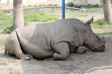 Fototapeta premium Biggest rhinoceros in Mirpur National Zoo Dhaka Bangladesh