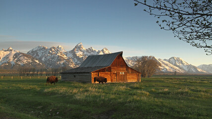 American bison in front of historic barn at Mormon Row, Grand Teton National Park, Wyoming