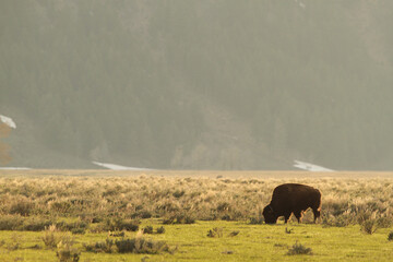 American bison in meadow, Grand Teton National Park