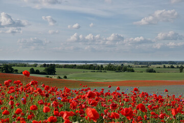 Landschaft mit Mohnblumen, Kornblumen und Kamille