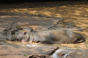 Hippopotomus at a sink in the national zoo of Bangladesh