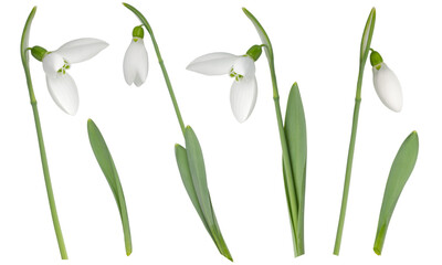 Fototapeta na wymiar Flowering and budding snowdrops with leaves, in a set