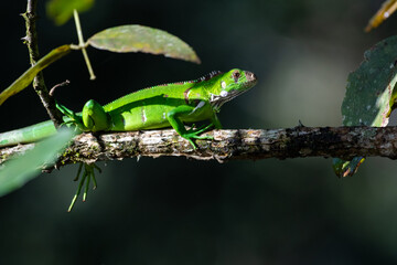 Green Iguana on a branch in and out of shadows in the jungle of Trinidad and Tobago.