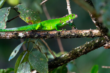 Close up of a Green Iguana walking on a branch in the dense jungle.