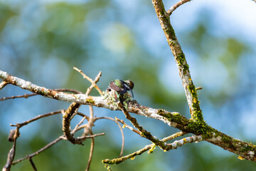 Black-throated Mango hummingbird building her nest on a tree branch.