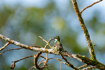 Black-throated mango hummingbird building chirping while sitting on her nest on the Caribbean island of Trinidad.