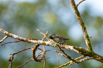 Black-throated mango hummingbird building a nest on a  in the forest.