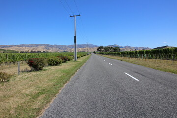 Wine field in Blenheim, New Zealand