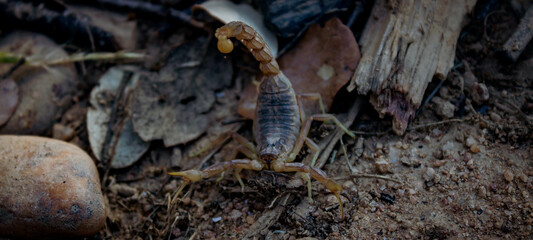 Scorpion