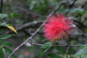 Red flower Latina name is Calliandra tergemina. Flower in Jardin Botanico Medellin. 