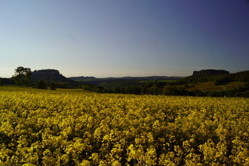 Obraz premium Gelbe Sächsische Schweiz
