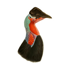 Realistic botanical illustration bird, isolated